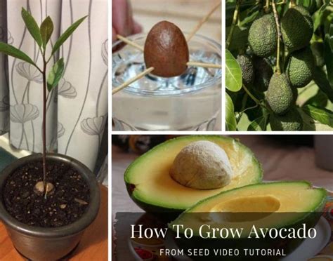 noemyiscool|Easy Avocado Seed Removal Trick! 